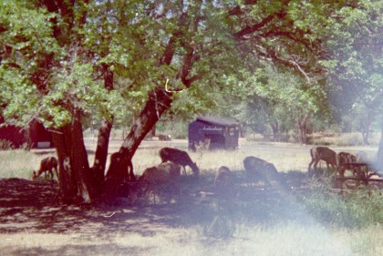 Deer grazing under trees in campground