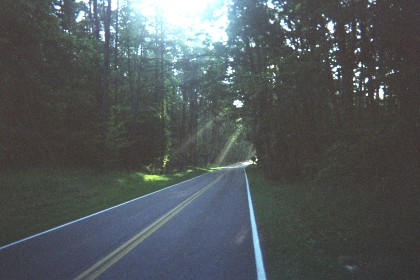 Road through the forest with sun slanting down