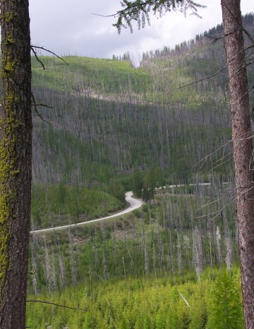 Overview of road through the trees
