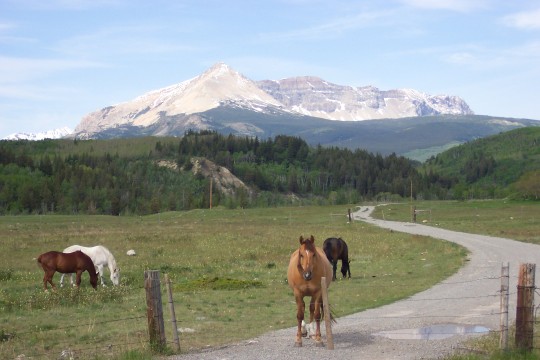 Horses in field with mountains in background