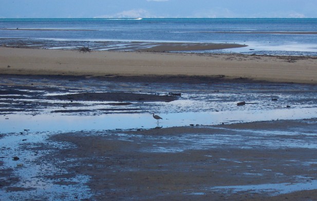 A stiltwalker reflected in tidal puddle on beach