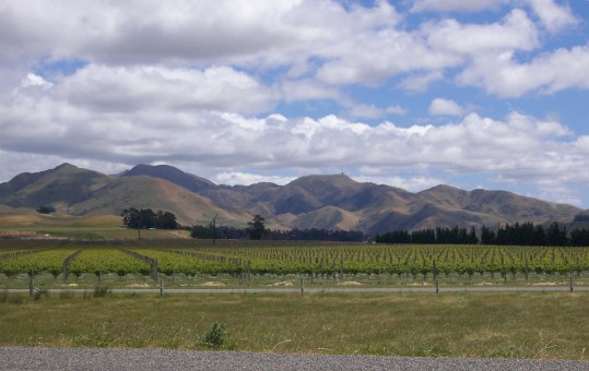 Vinyards with mountains in the background