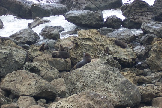 Seals among the rocks