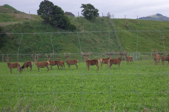 Domesticated deer in field