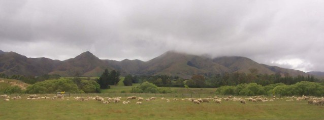 Sheep with mountains in background