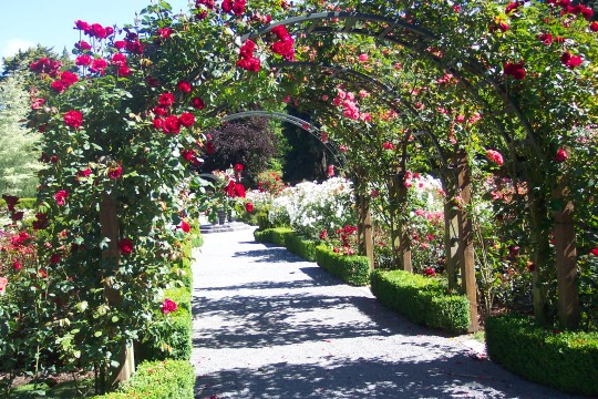 Rose garden in botanic gardens