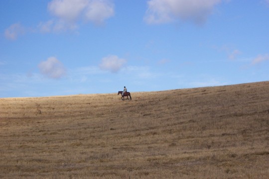 Man on a horse in a field