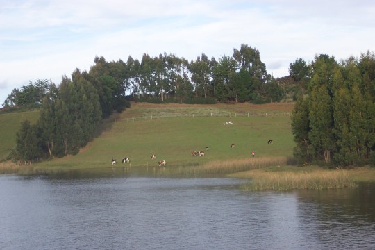 Lake, field, and cows