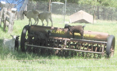 Goats on and around a piece of farm machinery
