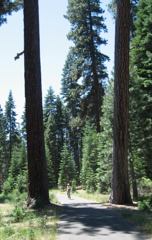 Cyclist riding between two big trees on the path