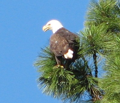A bald eagle high in a tree