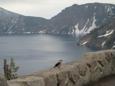 Bird on wall in front of Crater Lake