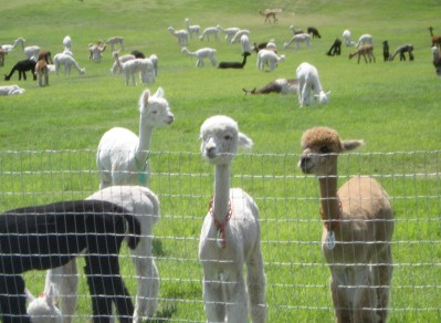 Field full of alpacas with some looking over the fence