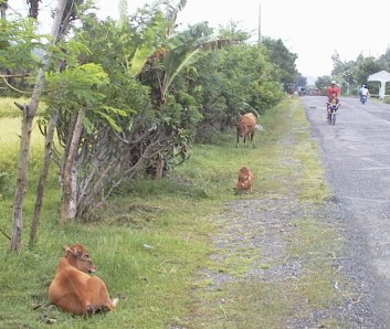 Cattle lying by the side of the road with cyclist