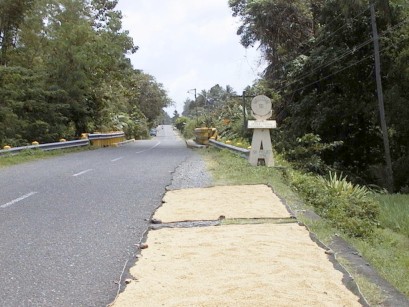 Mats beside the road covered with rice spread out to dry