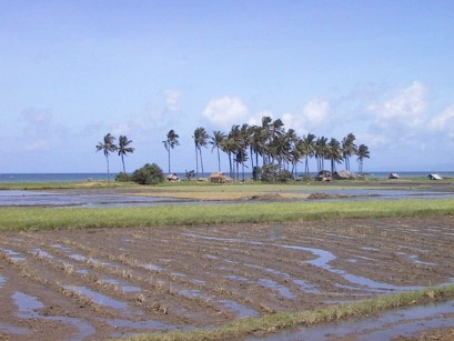 Grove of palms with ocean in background and soggy fields in foreground