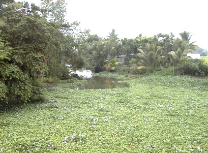 Pond covered with green growth and flowers