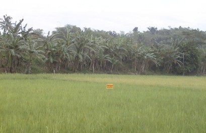 Field with small sign in middle advertising an agricultural product and dense trees in background