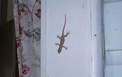 Tiki lizard crawling on the wall of the Stuarts' kitchen