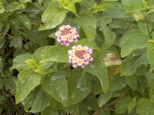Two multicolored flowers growing out of a leafy bush