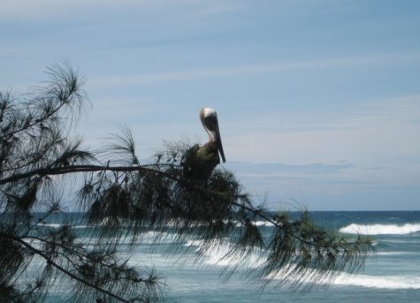 Pelican resting on tree branch